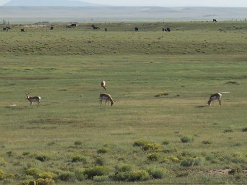 1972 Ford Ranchero - Pronghorn antelope graze in a vast grassland, with cattle dotting the distant hills under a hazy sky.