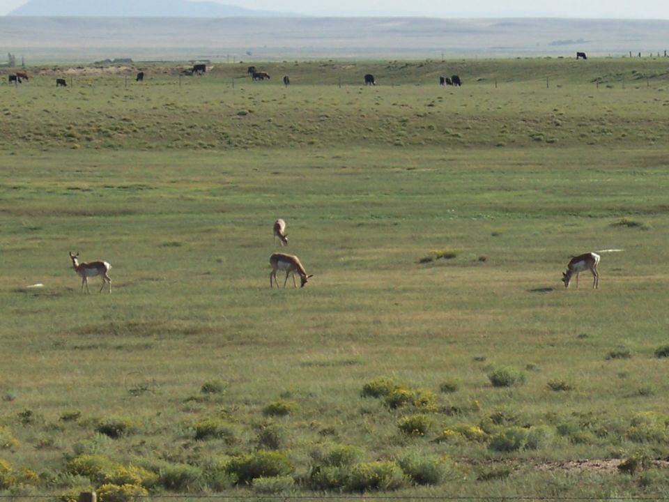 Pronghorn antelope grazing in a wide, grassy field. Cattle are visible in the distance on a hill