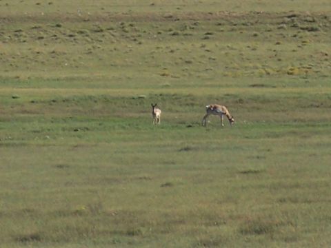 1972 Ford Ranchero - Two pronghorn antelope are seen in a wide, grassy field under a hazy sky.