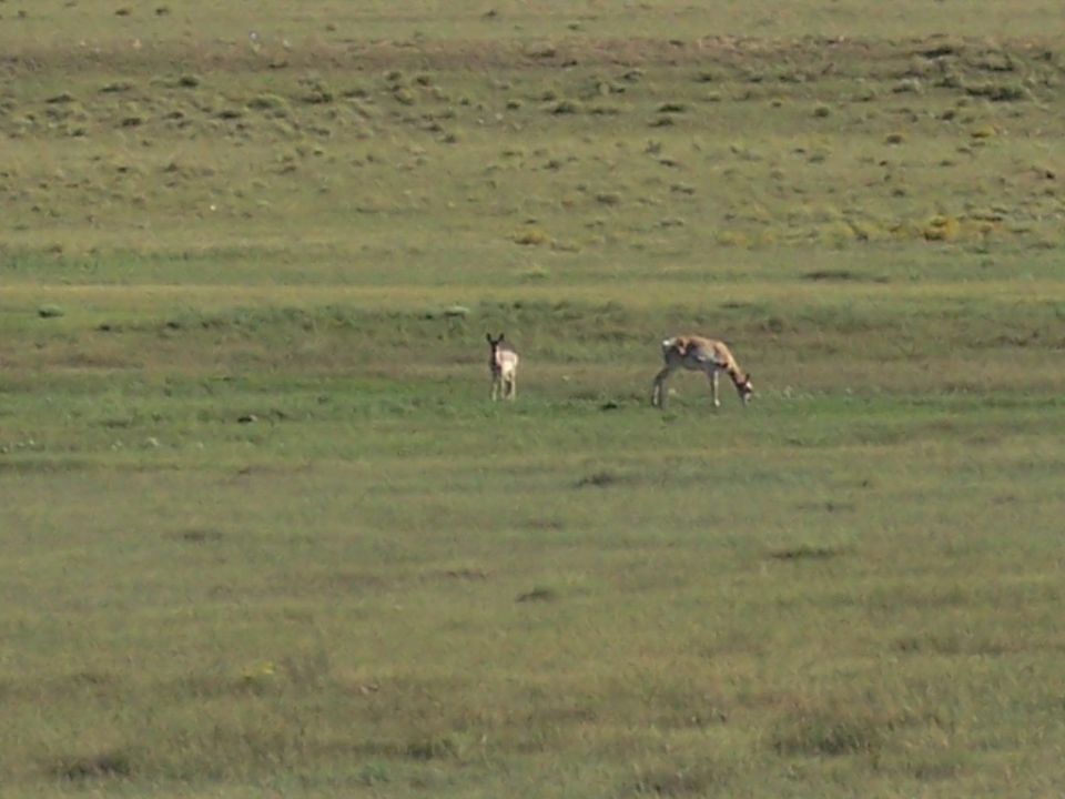 Two pronghorn antelope graze in a grassy field