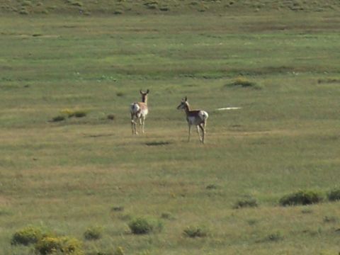1972 Ford Ranchero - Two pronghorn antelope graze in a wide, open grassy field.
