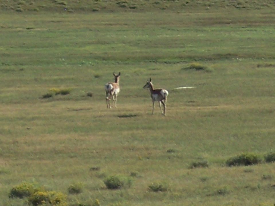 Two pronghorn antelope stand in a grassy field under a clear sky