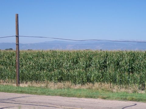 1972 Ford Ranchero - A wide view of a cornfield under a clear blue sky, with distant mountains on the horizon.
