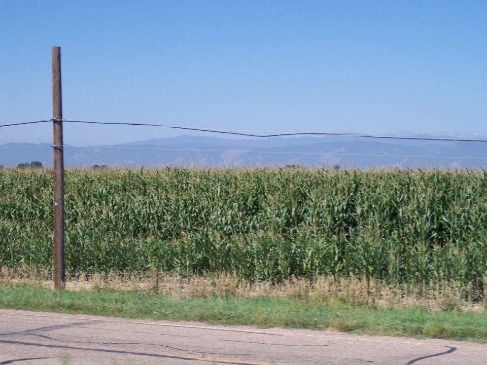 Cornfield with mountains in background and telephone pole