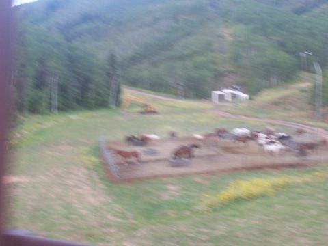 1972 Ford Ranchero - A herd of horses is gathered in a fenced enclosure, with a yellow excavator visible in the distance on a grassy hillside.