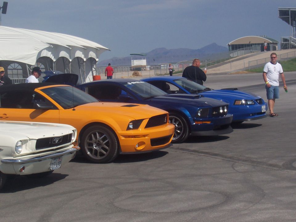 Several Ford Mustangs parked in a row, including a white classic model, an orange convertible, and two blue coupes