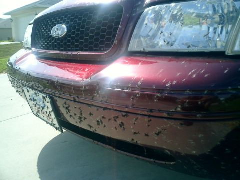 2004 Ford Crown Victoria - The Florida Love Bug mod. Dont worry they were washed off shortly after pic. Sad thing is this is just from traveling I75 for 3 hours comin…