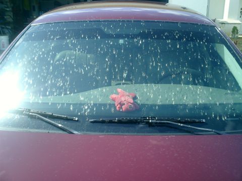 2004 Ford Crown Victoria - Love bugs and the windshield a bad combination. Well last thing they were thinking bout OH S**T