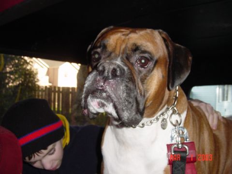 1989 Ford Bronco - My dog Chavez looking real excited.... He gets to go to the beach!!