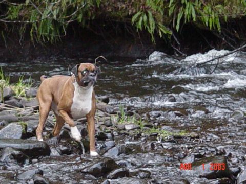 1989 Ford Bronco - We stopped by a river outside St Helens Or. for a pee break.