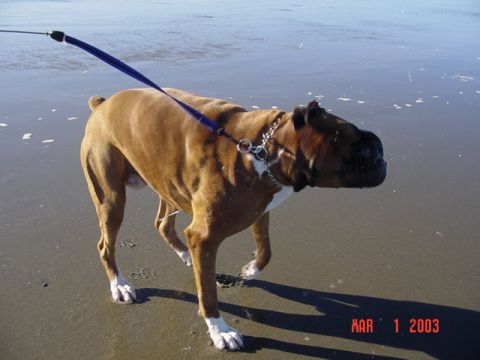 1989 Ford Bronco - Doggie trying to shake the saltwater taste out of his mouth
