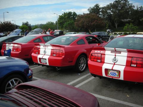1998 Ford Crown Victoria - Several red Ford Mustang Shelbys are parked in a lot, showing off their racing stripes and rear details.