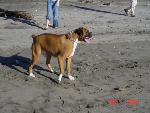 1989 Ford Bronco - Doggie likes the Beach