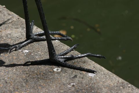 1997 Ford Probe - Close-up of bird legs and feet with sharp talons on a concrete surface.
