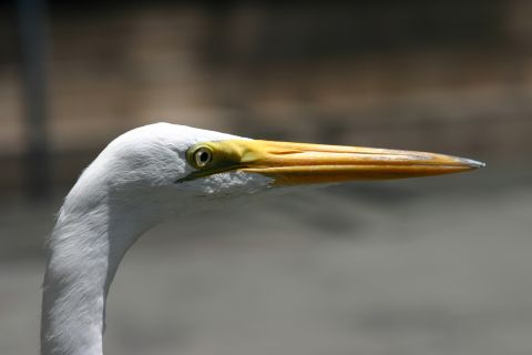 1997 Ford Probe - Close-up of a Great Egret's head and long yellow beak against a blurred background.