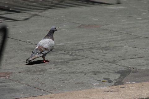 1997 Ford Probe - A pigeon stands on a concrete surface under bright sunlight.