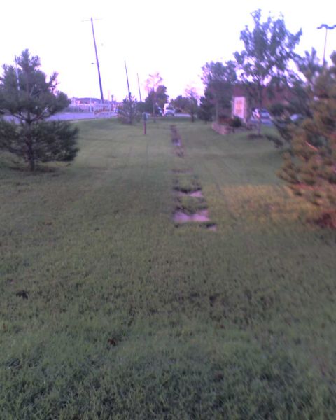 1965 Ford Mustang - A view of a grassy yard with stepping stones leading away from the camera, bordered by trees and a distant road.