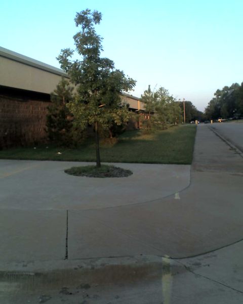 1965 Ford Mustang - A view of a parking lot with a tree in the foreground and a building in the background.
