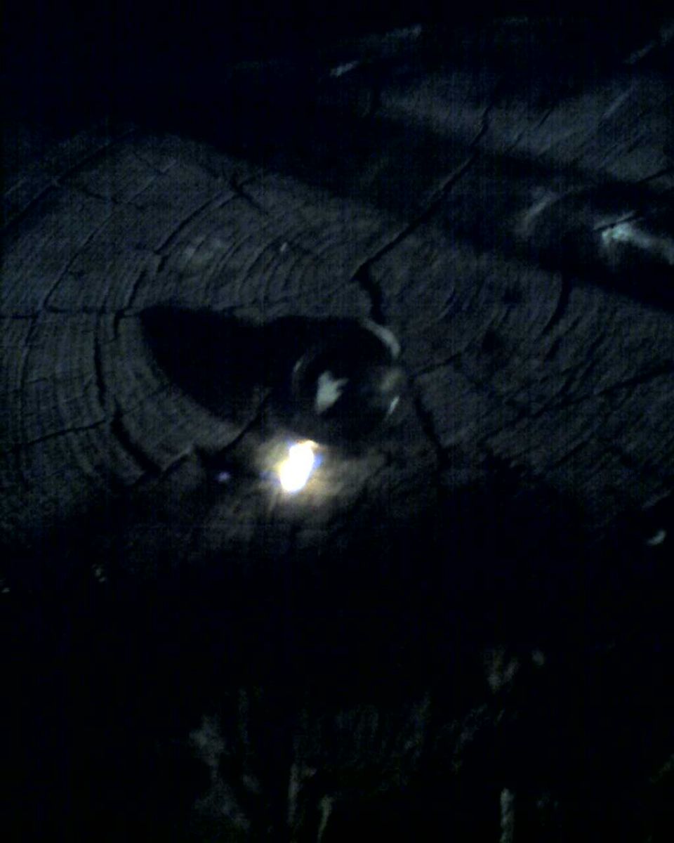 Tree stump with bright light reflection on its surface
