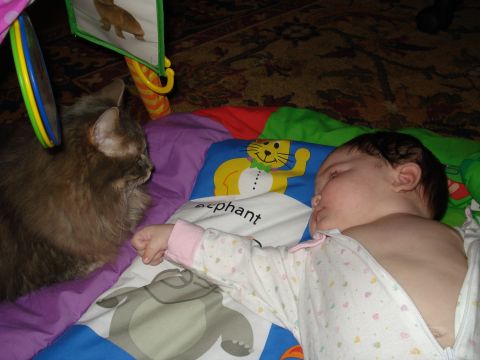 2000 Ford Crown Victoria - A cat watches a baby sleep on a playmat with animal illustrations.