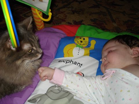 2000 Ford Crown Victoria - A cat curiously observes a baby sleeping on a colorful playmat that features an elephant graphic and the word 'elephant'.