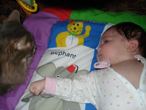 2000 Ford Crown Victoria - A curious cat observes a baby on a playmat educational animal graphics.