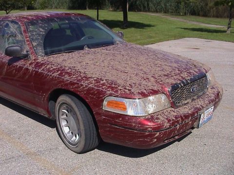 2000 Ford Crown Victoria - Sep-01-2007-08