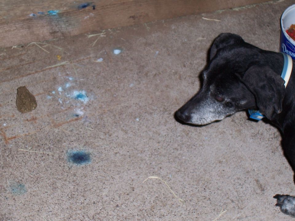 Black dog with graying muzzle lies on a concrete floor with some blue and brown splotches