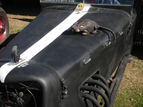 1998 Ford Crown Victoria - flat-black rat rod's long hood with a white center stripe, exposed exhaust headers and a toy rat perched on top, parked on grass.