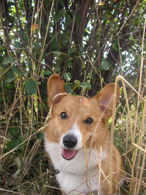1996 Mazda Miata - A corgi dog is partially hidden in tall grass and bushes.
