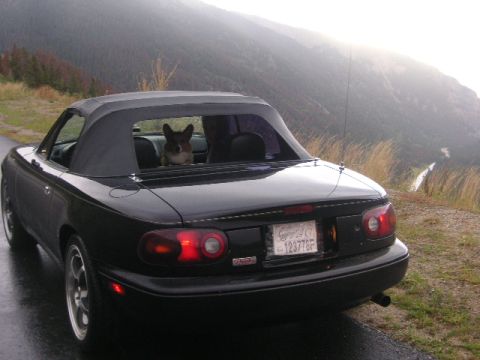 1996 Mazda Miata - A black 1996 Mazda Miata convertible with a dog visible in the back seat is parked on a wet road with a mountainous landscape in the backgr…