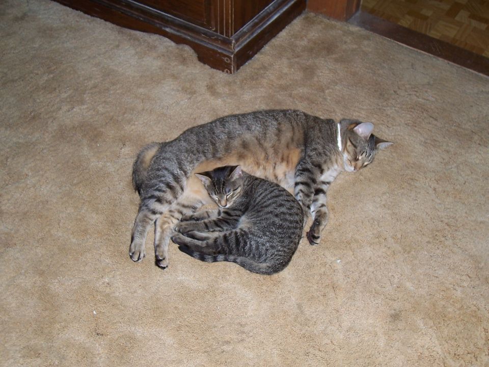 Two tabby cats are sleeping curled up together on a carpeted floor