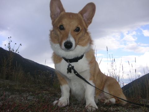 1996 Mazda Miata - A corgi dog sits outdoors with a mountainous landscape behind it.
