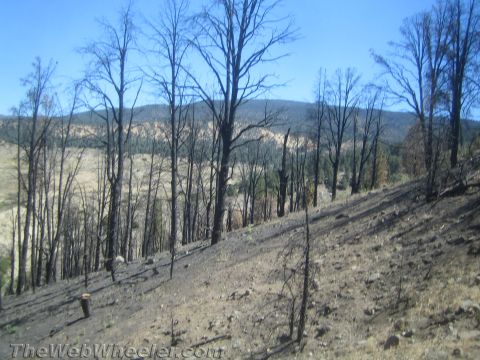 1987 Suzuki Samurai - Aftermath of a fire shows a landscape dotted with charred trees and sparse vegetation.