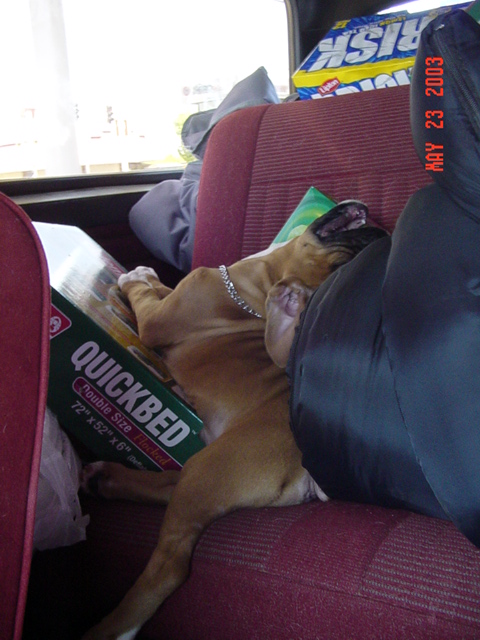 1989 Ford Bronco - On the road toward broncofest, Cassius had to show me a new way to sleep