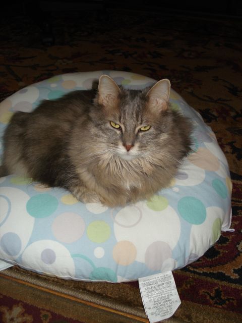 2000 Ford Crown Victoria - A fluffy cat with yellow eyes is resting on a pillow with colorful polka dots.