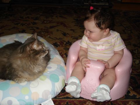 2000 Ford Crown Victoria - A baby and a cat are looking at each other in a room.