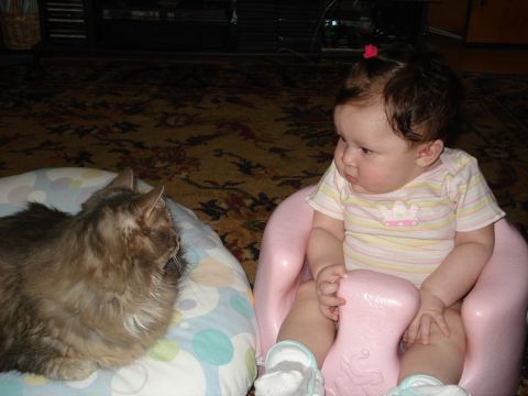 2000 Ford Crown Victoria - A baby and a cat are looking at each other in a room.