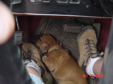 1989 Ford Bronco - The puppy found a new spot to sleep on the way back to camp