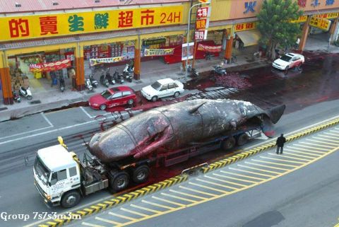1978 Ford Bronco - A truck transports a deceased whale through a street, leaving a trail of blood near a 24-hour supermarket.