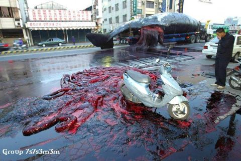 1978 Ford Bronco - A truck appears to have spilled its load of a whale carcass onto a city street, creating a messy scene with a scooter nearby.