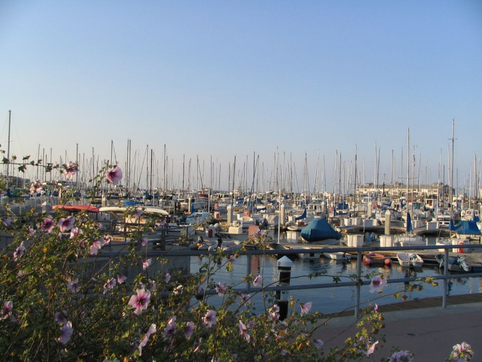 Marina filled with sailboats under a clear blue sky, with flowering bushes in the foreground