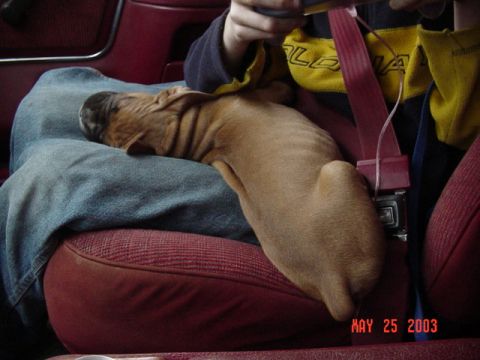 1989 Ford Bronco - Doggie sleeping on the run...He slept every time