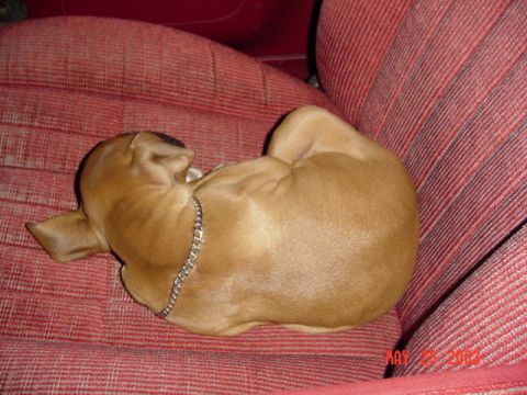 1989 Ford Bronco - Hit firebreak 5 downhill on the way back, puppy slept on the seat all the way