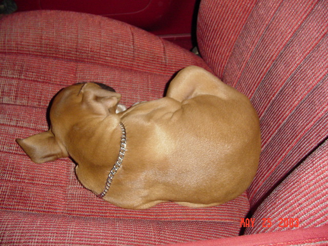 Hit firebreak 5 downhill on the way back, puppy slept on the seat all the way