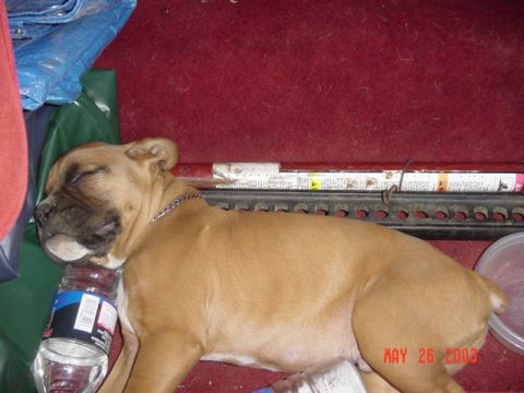 1989 Ford Bronco - Puppy using a hi-lift for a pillow