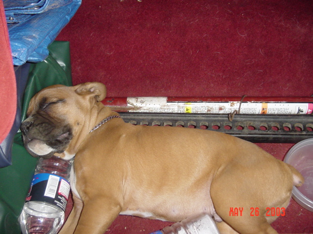 Puppy using a hi-lift for a pillow