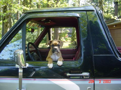 1989 Ford Bronco - Cassius the bronco dog!!