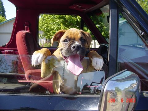 1989 Ford Bronco - Cassius is getting hot!!
