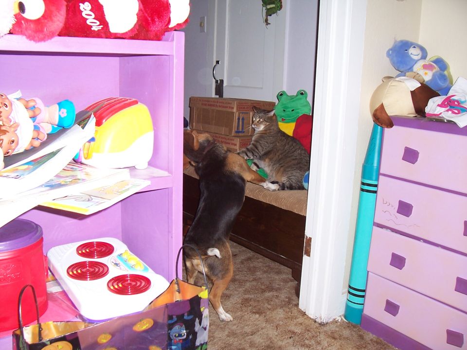 Dog reaching towards a cat sitting on a couch, surrounded by toys and furniture